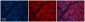 SLC6A5 Antibody - N-terminal region